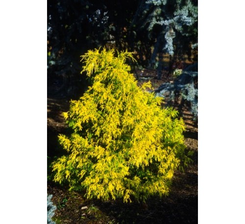 Кипарисовик туполистный  Лимон (Lemon) С2